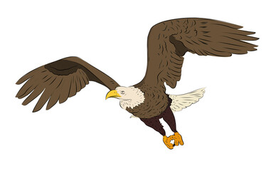 ILUSTRACIÓN AGUILA / AVE