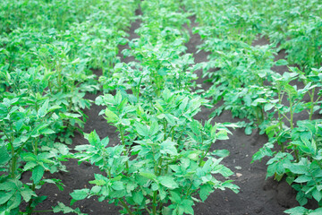 A field with planted potatoes.