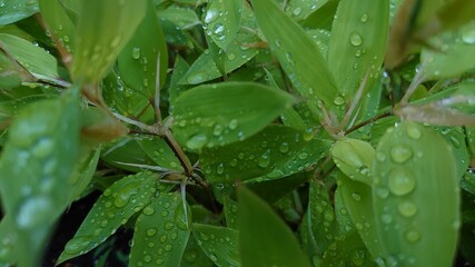 雨上がり