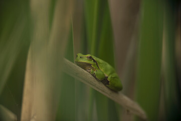 Male of European tree frog (Hyla arborea) sitting on dry cattail leaf waiting for females during breeding season. Wildlife macro take with green beige contrast