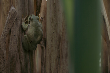 Male of European tree frog (Hyla arborea) sitting on dry cattail leaf waiting for females during breeding season. Wildlife macro take with green beige contrast
