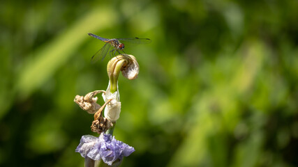 Macro of dragonfly