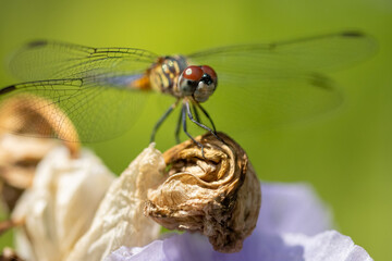 Macro of dragonfly