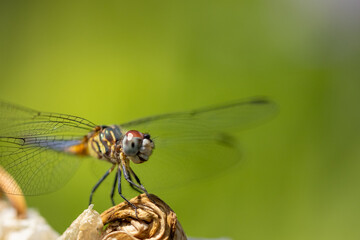 Macro of dragonfly