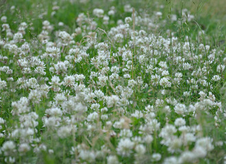 meadow of creeping white clover (trifolium repens) close-up blurred