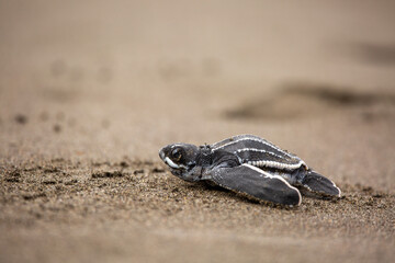 A baby leatherback turtle hatchling moves on sand