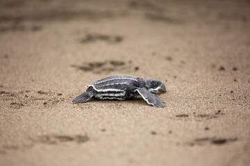 A baby leatherback turtle hatchling moves on sand
