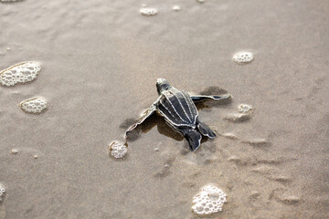 A baby leatherback turtle enters the ocean