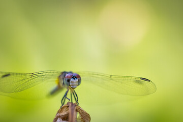 Macro of dragonfly