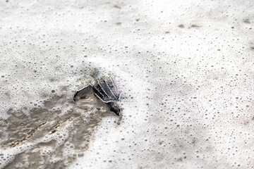 A baby leatherback turtle enters the ocean
