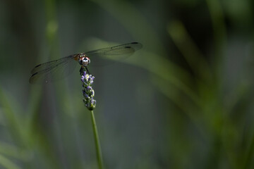 Macro of dragonfly