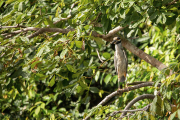 A yellow-crowned night heron perches on a branch during the day