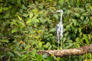 A juvenile little blue heron perches on a branch