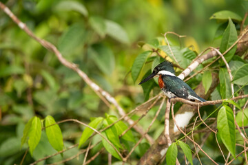 A male green kingfisher perches on a branch before fishing
