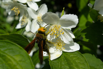 Close up bee on white flowers on flowering jasmine bush honey product concept 