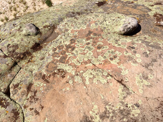Close up view of the texture of ancient stone with colorful lichen on it. Colorful background of lichen on stone surface.