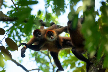 A troop of Central-American spider monkeys in the trees