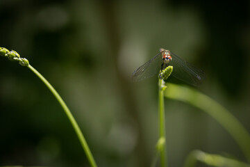 Fototapeta premium Dragonfly macro 