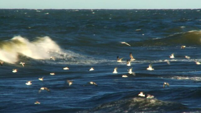 Big waves in the Baltic Sea during an hurricane, Sweden