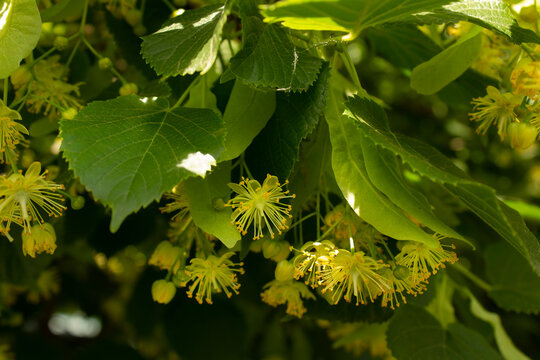 Linden American Tilia flowering summer tree with golden flowers on branch with green leaves 