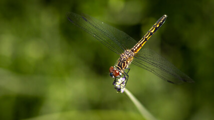 Dragonfly macro
