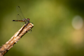 Dragonfly macro
