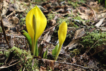 Stunning yellow Skunk Cabbages make a bright spot in the woods. 