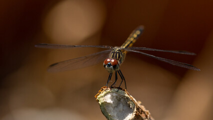 Dragonfly macro
