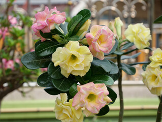 Closeup yellow adenium flower (Desert Rose flower)