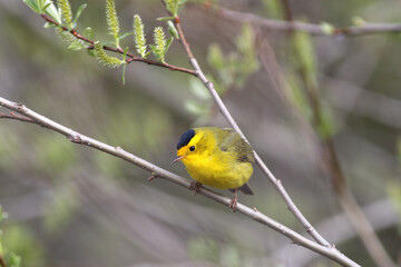 The tiny and colorful Wilson's Warbler perches in a small tree. 