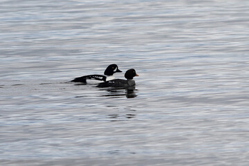A pair of Barrow's Goldeneye ducks swim leisurely as they search for food.