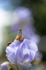 Dragonfly macro
