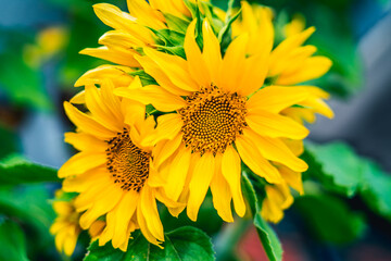 Girasoles
