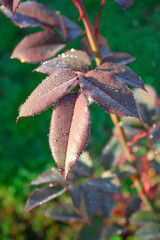 rose leaf Defocus light background