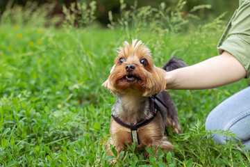 the mistress's hand stroking the Yorkshire terrier