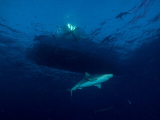 Fototapeta premium Surrounded by sharks