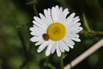 Daisy (wildflower) growing in marsh and acting as resting spot for insects, ladybug or hoverfly
