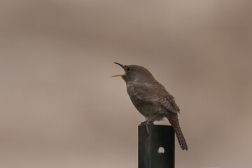 House wren, having killed chickadee chicks, takes over nesting box to start their own nest. © Janet