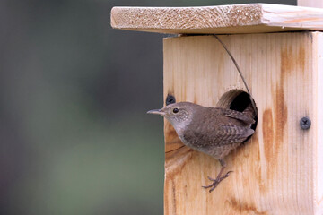 House wren, having killed chickadee chicks, takes over nesting box to start their own nest. © Janet