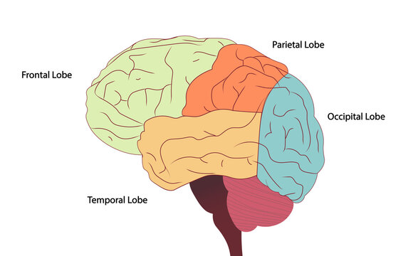 Human brain side view illustration divided in to Lobes. Brain Anatomy