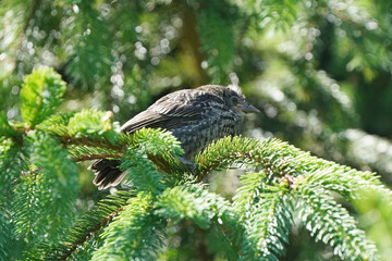 Red Winged blackbird and fledged baby sitting in spruce tree. Baby waiting to be fed