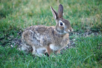 Naklejka na ściany i meble Wild bunny grazing and hopping on back yard under bird feeder picking up spills and eating grass 