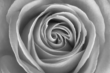 Black and white image of a Rose (Rosa)
