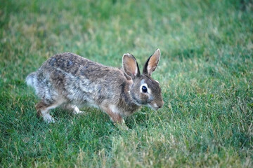 Wild bunny grazing and hopping on back yard under bird feeder picking up spills and eating grass
