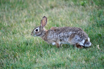 Wild bunny grazing and hopping on back yard under bird feeder picking up spills and eating grass
