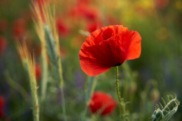 Poppy field, red flowers, blossoms, sunset