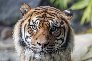Critically endangered Sumatran Tiger in an Australian Zoo