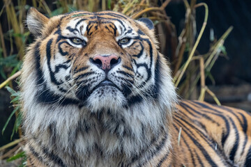 Critically endangered Sumatran Tiger in an Australian Zoo