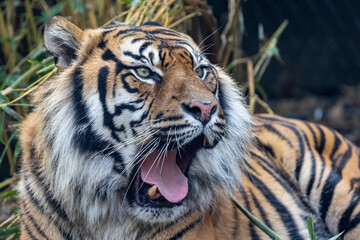 Fototapeta na wymiar Critically endangered Sumatran Tiger in an Australian Zoo