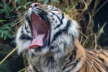 Critically endangered Sumartran Tiger in an Australian Zoo